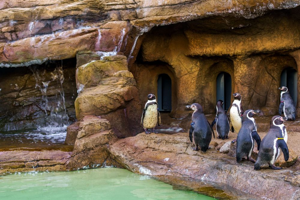 SEA LIFE Porto Summer Festival 2026