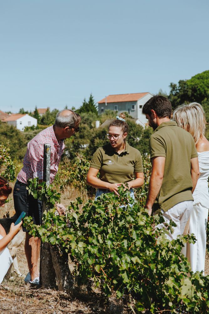 Margaval: Grape Harvesting Experience