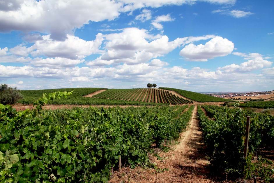 National Grapevine and Wine Day