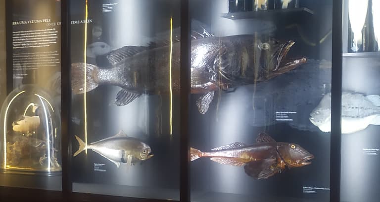 Vasco da Gama Aquarium Visit